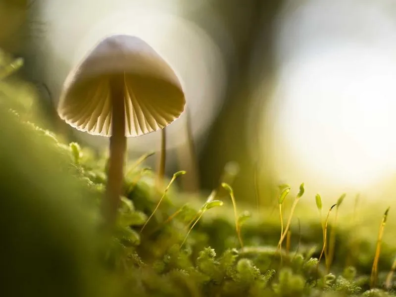 Ostetaan: Dyna Super Glide kytkin