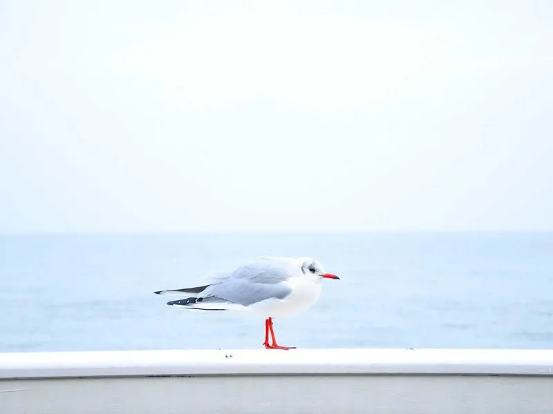 Road Glide S&S kaasutin Super E