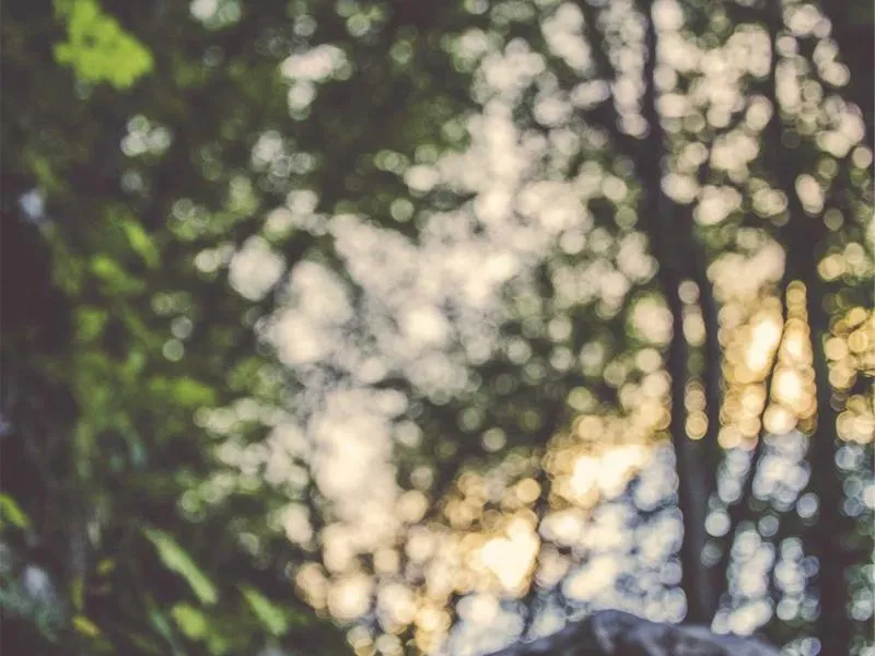 Dyna Street Bob penkki Mustang solo